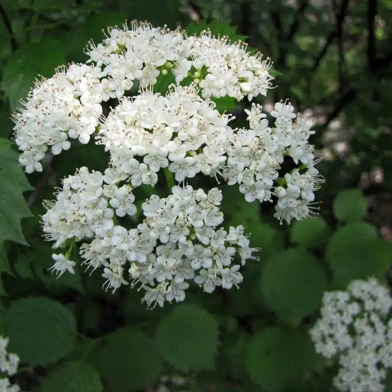 Arrowwood Viburnum Food Forest Nursery
