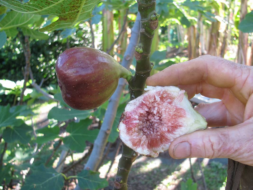 How To Store Figs