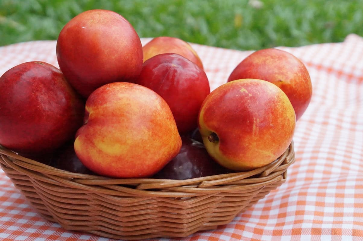 Nectarine Ripening Chart - When Are Nectarines In Season?