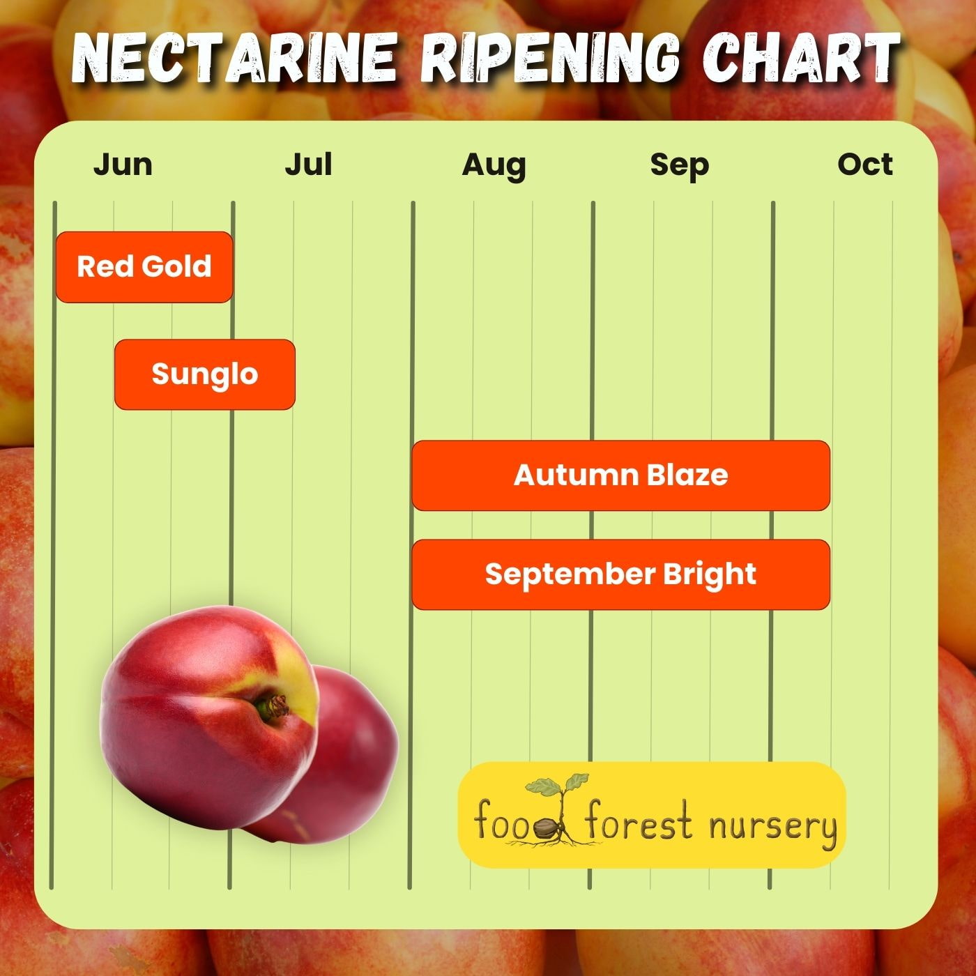 Nectarine Ripening Chart - When Are Nectarines In Season?