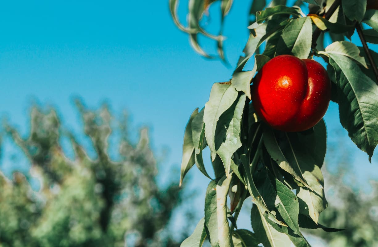 In season late summer: Nectarines - Healthy Food Guide