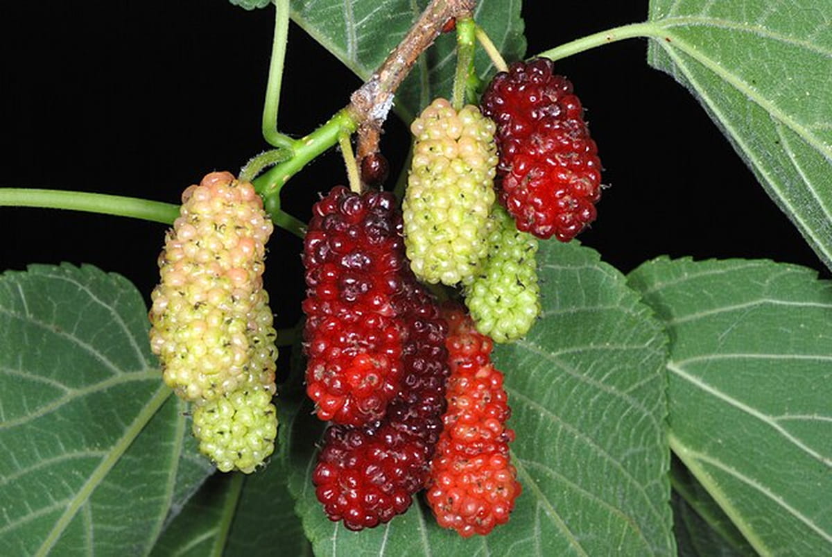 Mulberry trees discount in albuquerque