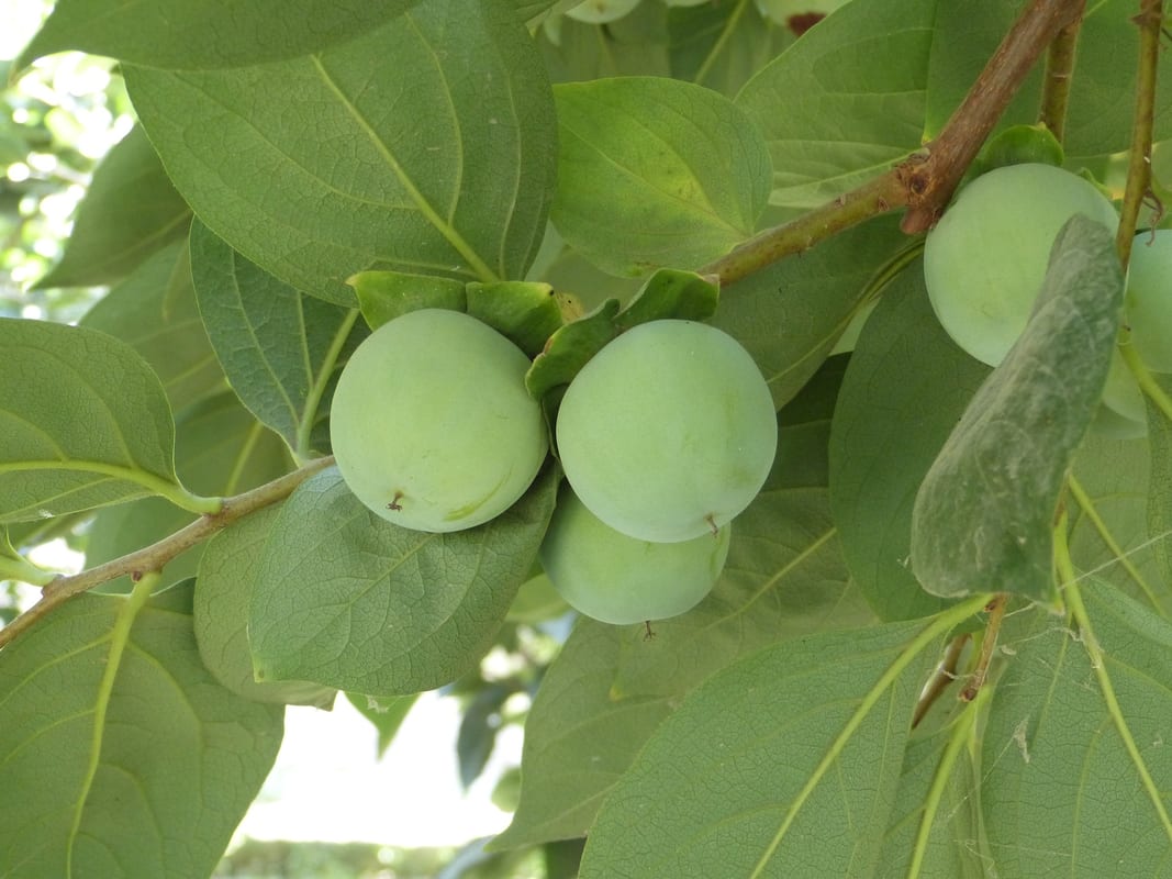 Persimmon Ripening Chart When Is Persimmon Season?